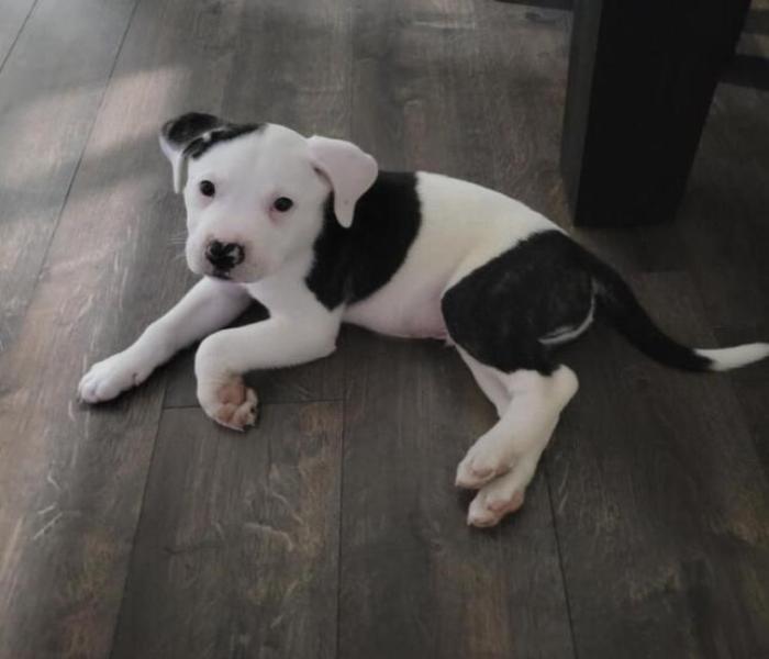 Hình ảnh mặt chó ngáo cute