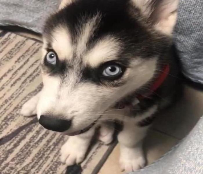 Hình ảnh mặt chó ngáo cute