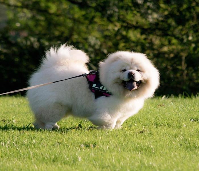 Hình ảnh chó ngao trắng cute