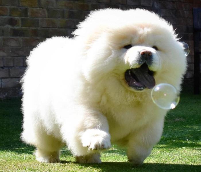 Hình ảnh chó ngao trắng cute
