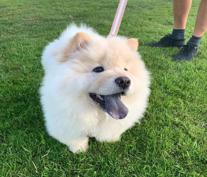 Hình ảnh chó ngao trắng cute