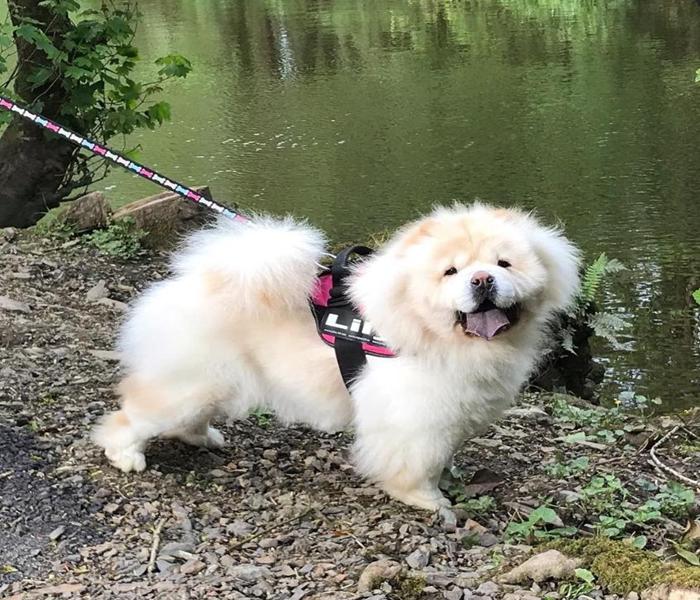Hình ảnh chó ngao trắng cute