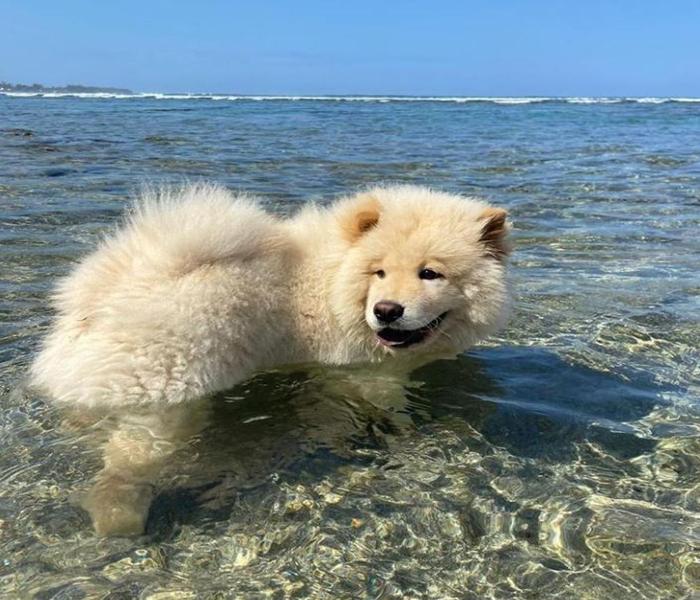 Hình ảnh chó ngao trắng cute