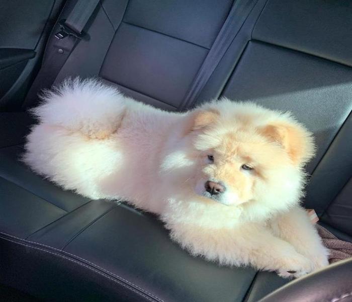 Hình ảnh chó ngao trắng cute