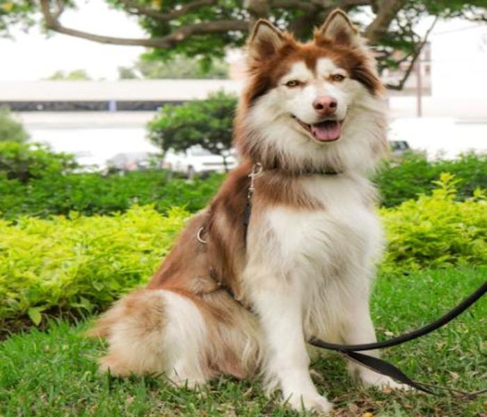 Hình ảnh chó ngồi cute