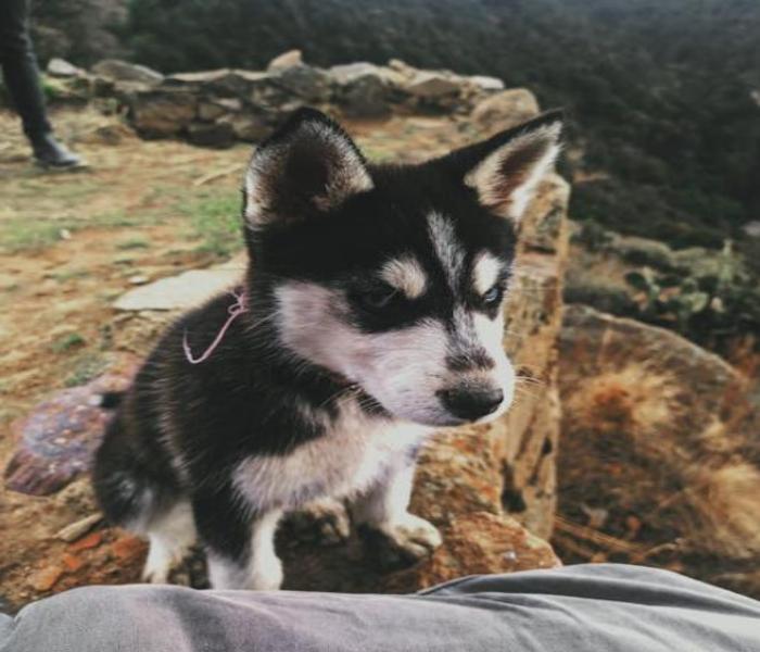 Hình ảnh chó ngồi cute