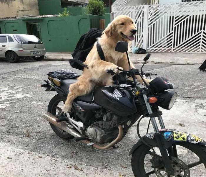 Hình ảnh chó ngồi xe máy