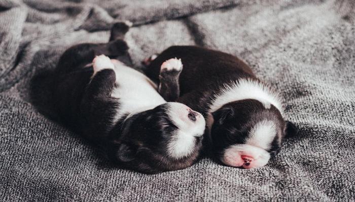 Hình ảnh chó nằm ngủ cute