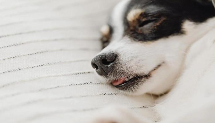 Hình ảnh chó nằm ngủ cute