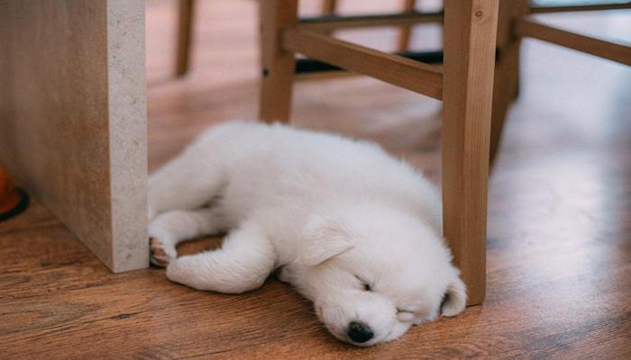 Hình ảnh chó nằm ngủ cute