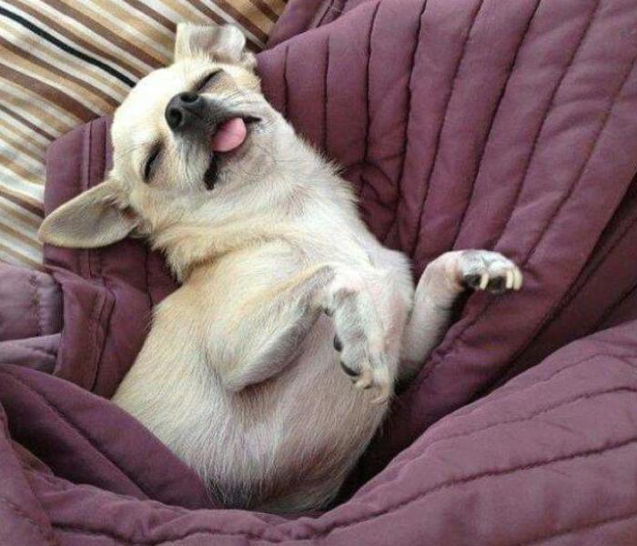 Hình ảnh chó ngủ lè lưỡi