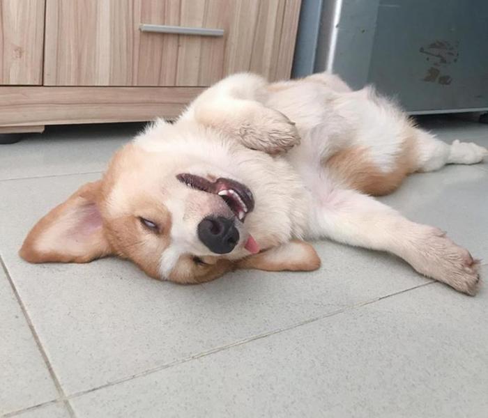 Hình ảnh chó ngủ lè lưỡi