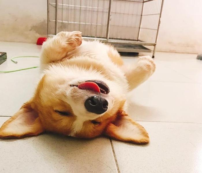 Hình ảnh chó ngủ lè lưỡi