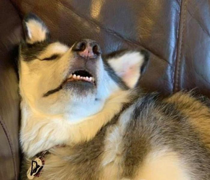 Hình ảnh chó nằm ngủ meme hài hước