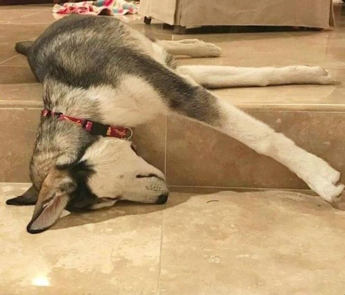 Hình ảnh chó nằm ngủ meme hài hước
