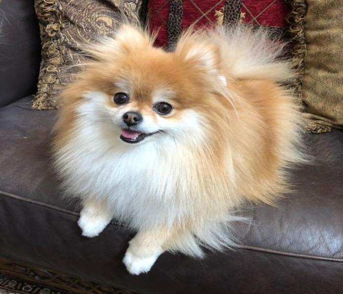 Hình ảnh chó phốc cute