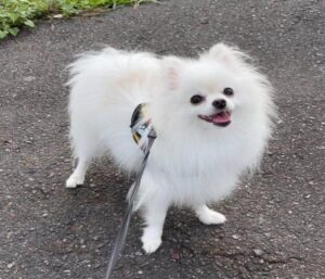 Hình ảnh chó phốc cute