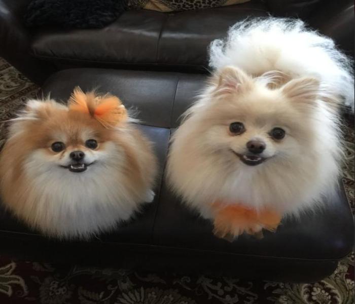 Hình ảnh chó phốc cute