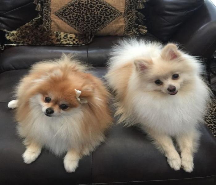 Hình ảnh chó phốc cute
