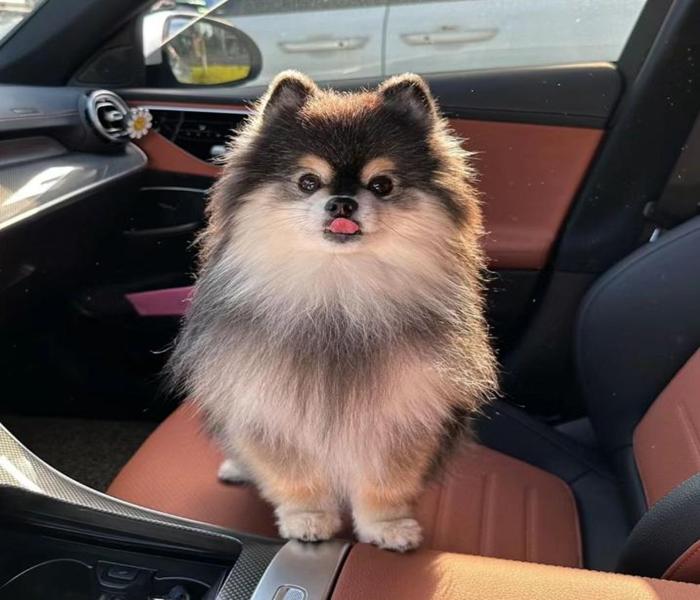Hình ảnh chó phốc cute