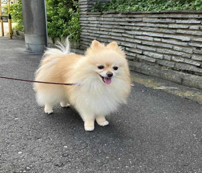 Hình ảnh chó phốc cute