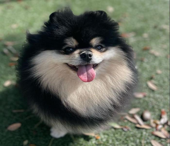 Hình ảnh Phốc đen nâu