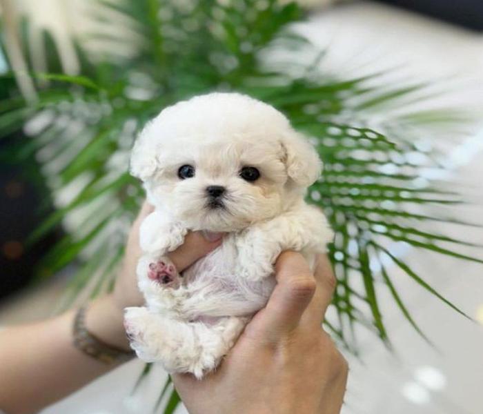 Hình ảnh Phốc sóc mini