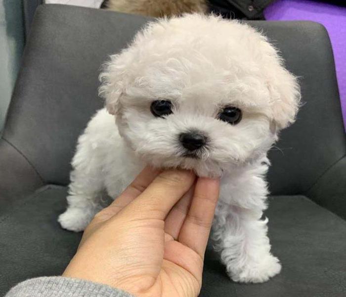 Hình ảnh Phốc sóc mini