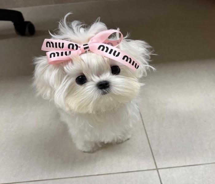 Hình ảnh chó phốc đáng yêu