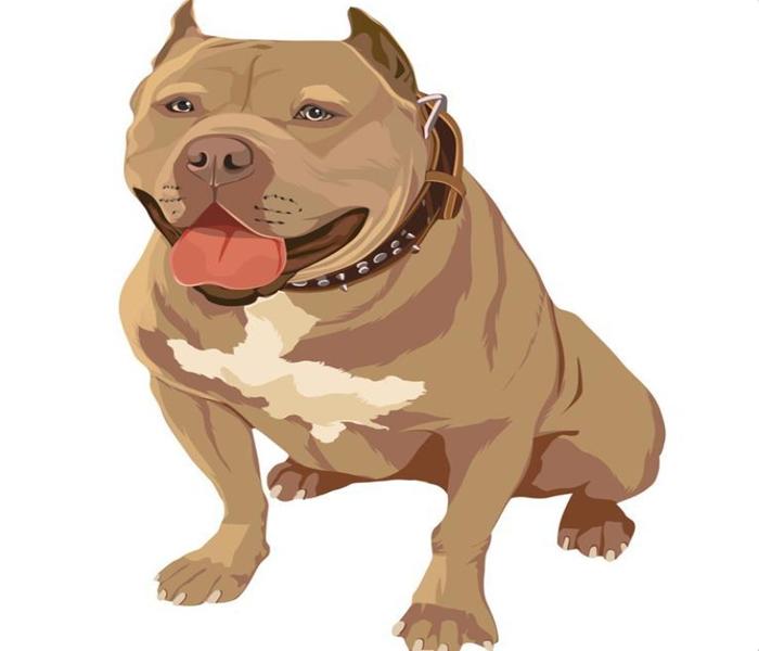 Hình ảnh Pitbull cute