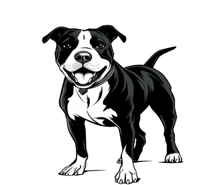 Hình ảnh Pitbull cute