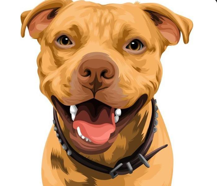 Hình ảnh Pitbull cute