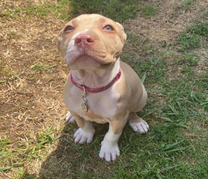 Hình ảnh Pitbull con cute