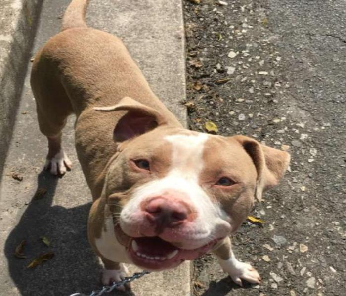 Hình ảnh Pitbull con cute