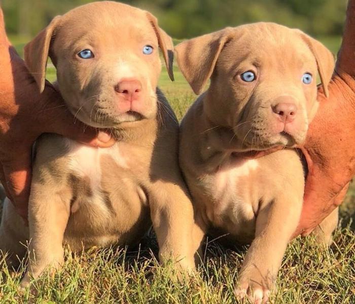 Hình ảnh Pitbull con cute