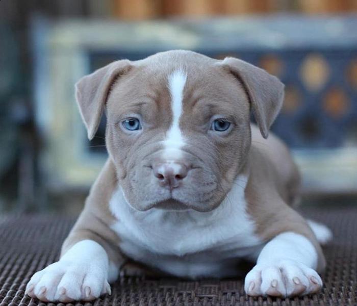 Hình ảnh Pitbull con cute