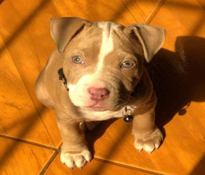Hình ảnh Pitbull con cute