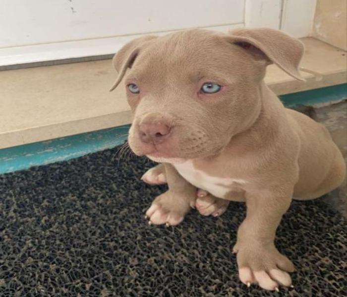 Hình ảnh Pitbull con cute