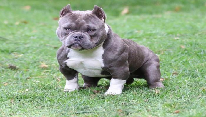 Hình ảnh chó Pitbull đẹp nhất
