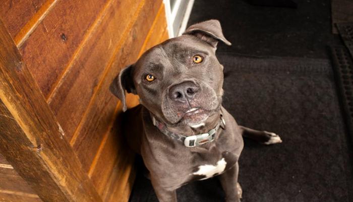 Hình ảnh chó Pitbull đẹp nhất