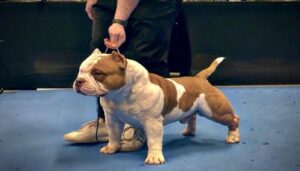 Hình ảnh chó Pitbull đẹp nhất
