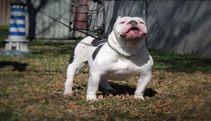 Hình ảnh chó Pitbull đẹp nhất