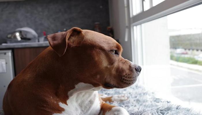Hình ảnh chó Pitbull đẹp nhất