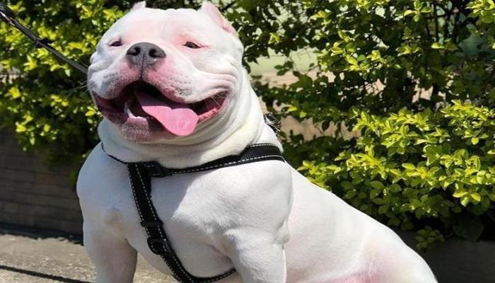 Hình ảnh chó Pitbull đẹp nhất