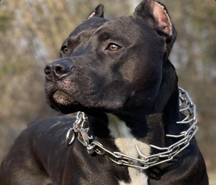 Hình ảnh chó Pitbull ngầu