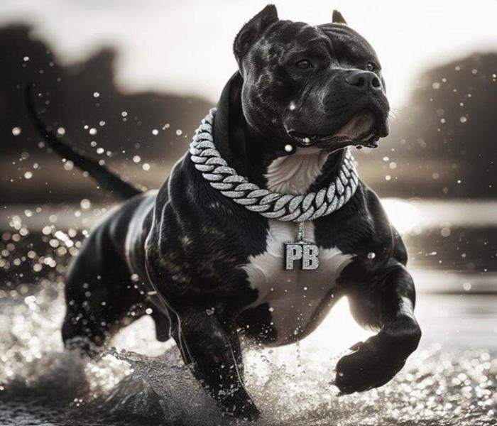 Hình ảnh chó Pitbull ngầu