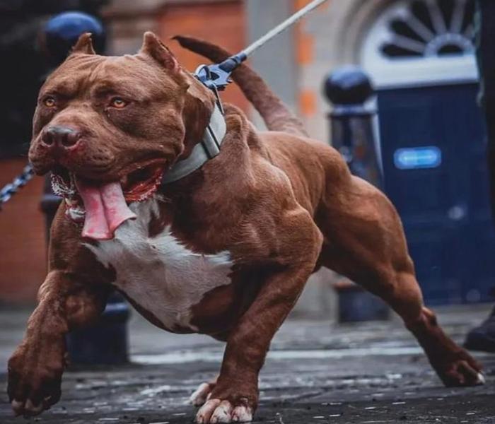 Hình ảnh chó Pitbull ngầu