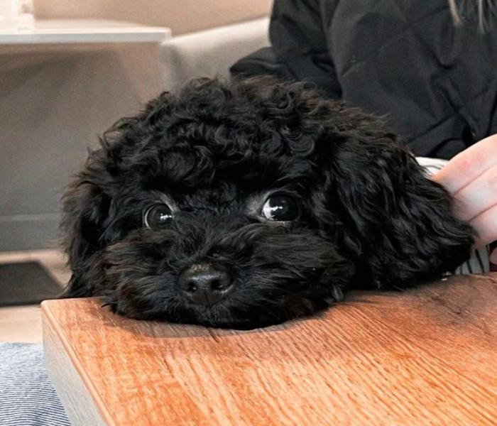 Hình ảnh Poodle đen cute