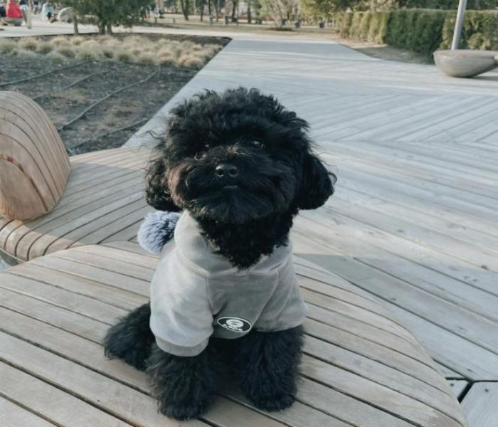 Hình ảnh chó poodle