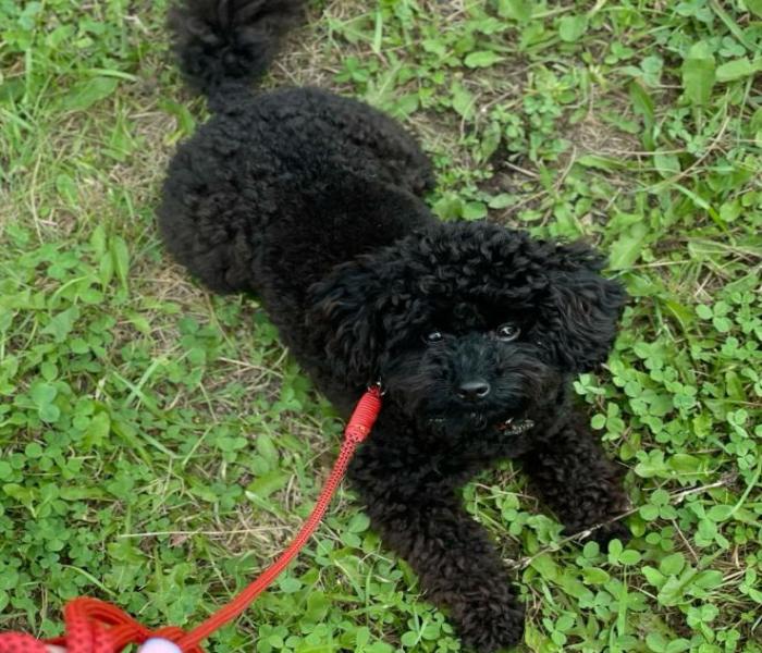Hình ảnh Poodle đen cute